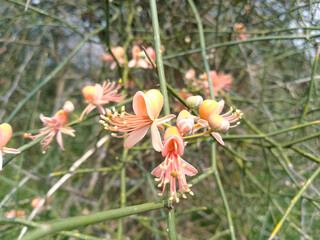 Pink and Orange Flowers with Extended Stamens