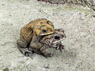 A pair of Asian common frogs (Duttaphrynus melanostictus) mating in amplexus, on a textured rock...