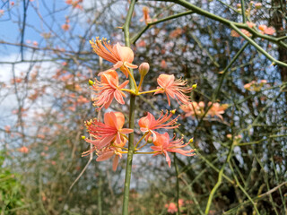 Plant with Thin Branches and Small Orange Flowers Against Partly Cloudy Blue Sky