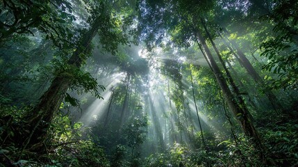   A lush forest brimming with towering trees and an abundance of golden sunbeams filtering through them, casting dappled light on the forest floor in the heart of the woods