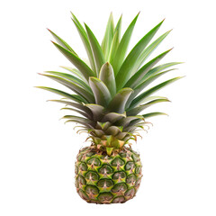 Fototapeta premium A single pineapple, vibrant green and light gray, stands tall against a black background. The leaves radiate outward from a central crown, showing a pattern of shades, from light to darker green. 