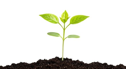 Naklejka premium A young plant with green leaves emerges from dark soil against a white background