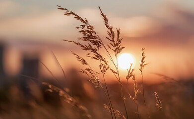 Obraz premium close-up of grass in the foreground, blurry background of a sunset.