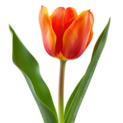 Close-up of a vibrant orange-red tulip with green leaves