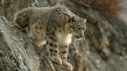 Fototapeta premium A snow leopard confronts two other snow leopards on separate rock faces