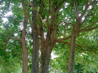 Large Tree Branches with blue sky background