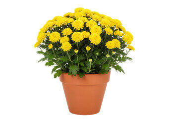 Potted yellow chrysanthemum flower arrangement isolated PNG with Transparent Background