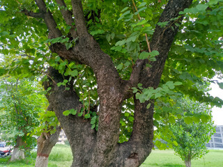 Large Tree Branches with blue sky background