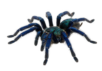 Blue Tarantula Spider Close-Up isolated on transparent background