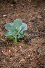 Junge Kohlpflanzen im Gemüsegarten mit Mulch auf dem Boden