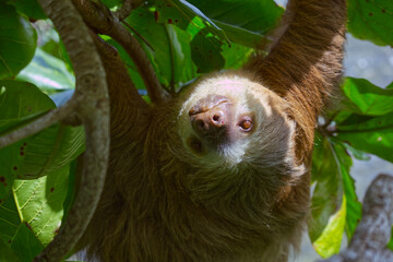 A closeup of a three-fingered sloth resting on a tree branch in the Costa Rican jungle next to the Caribean coastline
