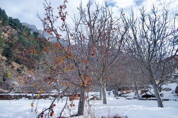 winter landscape with trees and snow