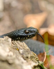 Obraz premium Black snake, head closeup, forest floor