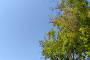 Large Tree Branches with blue sky background