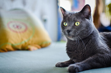 Cute Grey Cat Relaxing on Bed in Living Room