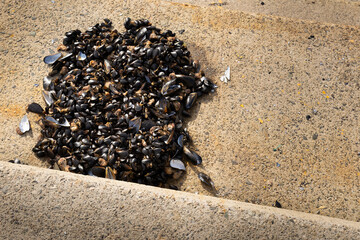 Shellfish abandoned on the road after fishing