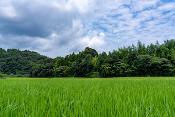 夏の緑と青い空