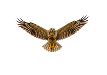 Brown Hawk in Flight isolated on transparent background