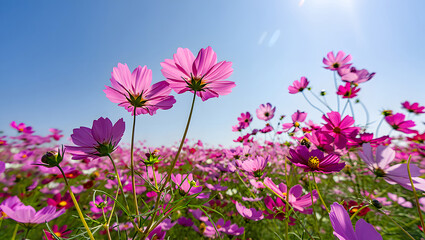 Pink cosmos flowers blooming under clear blue sky