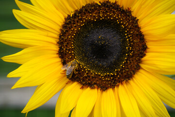 Obraz premium Honey bee pollinating sunflower in close-up view