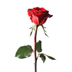 Single, vibrant red rose against black background.  Detailed petals, dark green leaves, long stem