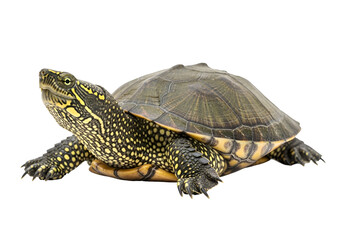Obraz premium A detailed, close-up view of a speckled European pond turtle against a striking black backdrop.