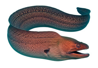 A detailed close-up of a unique eel, exhibiting vibrant color gradations and intricate skin texture against a stark black backdrop.