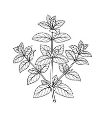 Black and white drawing of a mint plant. Botanical illustration of an aromatic herb, featuring detailed leaves.