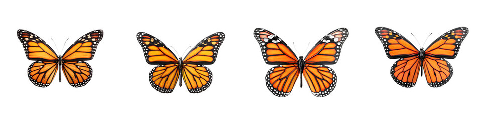 Fototapeta premium Monarch Butterfly Set: Vibrant Orange and Black Wings Isolated on White