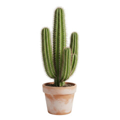 Green cactus isolated on transparent background