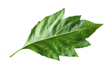 Detailed green leaf veins close-up botanical illustration stock image for graphic design and crafts isolated on transparent background