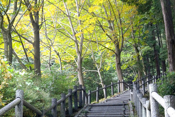 Fototapeta premium 日本：紅葉を始めた「宿谷の滝上公園」【奥武蔵グリーンライン】埼玉県毛呂山町・10月
