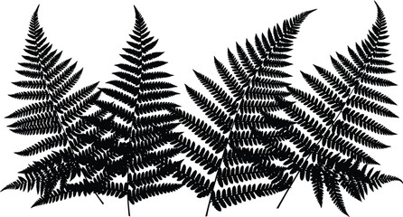Elegant fern fronds in silhouette create a striking natural design element