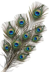 Obraz premium Peacock feathers