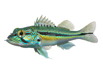 A vibrantly colored fish, displaying striking patterns and hues of teal, gold, and black, is highlighted against a stark black backdrop.