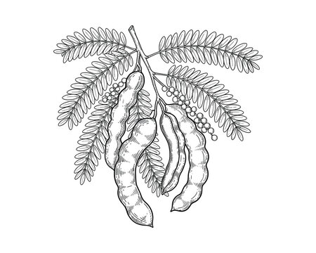 Black and white drawing of tamarind pods and leaves, botanical sketch, herbal plant. Vector Illustration.