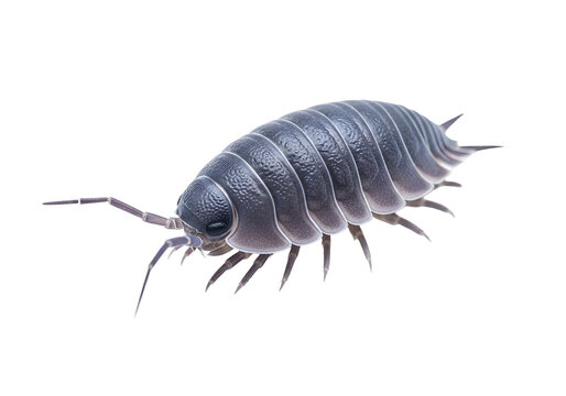 Detailed close-up of a segmented isopod, showcasing its intricate structure against a stark black backdrop.