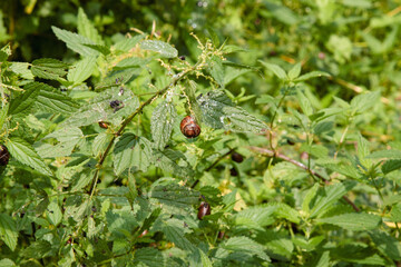 The little snail. A small snail rests on a large green leaf surrounded by vibrant greenery. The forest after the rain with bright greenery
