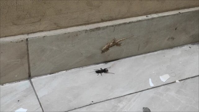 there is a dark-colored insect with long antennae and legs. Above it, stuck on the wall near the corner, there is a dried or dead lizard.