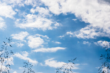 夏の空　午後の空と雲と夏草10