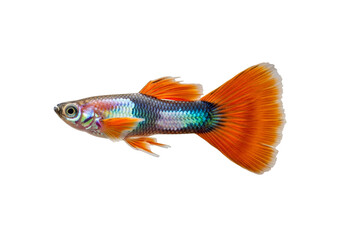 Fototapeta premium Vibrant, colorful guppy fish with striking orange and multicolored fins displays a beautiful profile against a dark background.