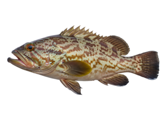 A detailed side view of a spotted fish against a stark black background, showcasing its intricate patterns and textures.