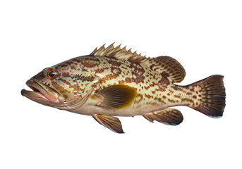 Fototapeta premium A detailed profile view of a spotted fish against a black background, showcasing its intricate patterns and vibrant colors.