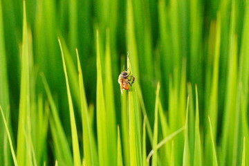 A bee holding fresh green grass.