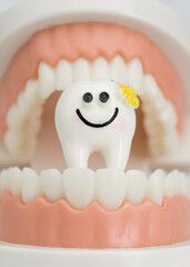 Cute smiling tooth model in dental jaw