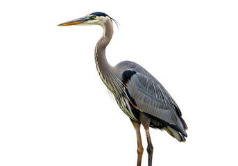 Fototapeta premium A striking profile view of a great blue heron, sharply detailed against a completely black background.