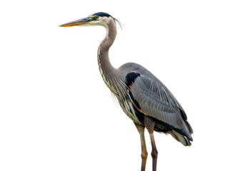 A striking profile view of a great blue heron, sharply detailed against a completely black background.
