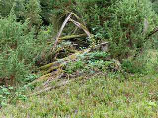 The heathland in the B&uuml;senbach Valley