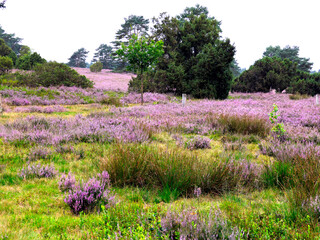 The heathland in the Büsenbach Valley