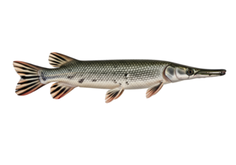 A detailed, side view of an air-breathing fish, exhibiting a scaled, dark gray body with light markings and delicate fin structures against a contrasting black backdrop.